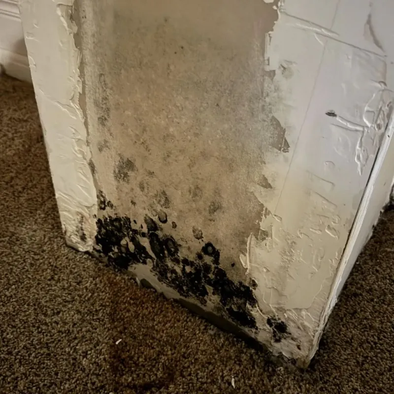 Professional Mold Removal in Orleans County, VT